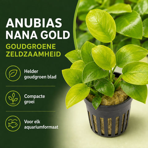 Anubias Nana Gold – plante d'aquarium vivante