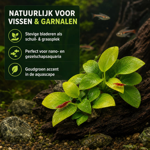 Anubias Nana Gold – plante d'aquarium vivante