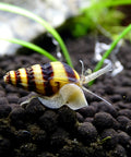 Assassin Snail Clea Helena aquarium snail