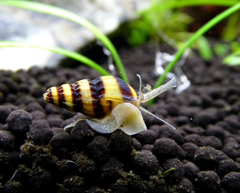 Assassin Snail (Clea helena)