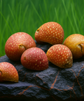 Snail Clithon sp. Fancy Pink – Aquarium Snails, Live Snails for Aquariums, Aquarium Snail Accessories, Algae-Eating Snails aquarium snail