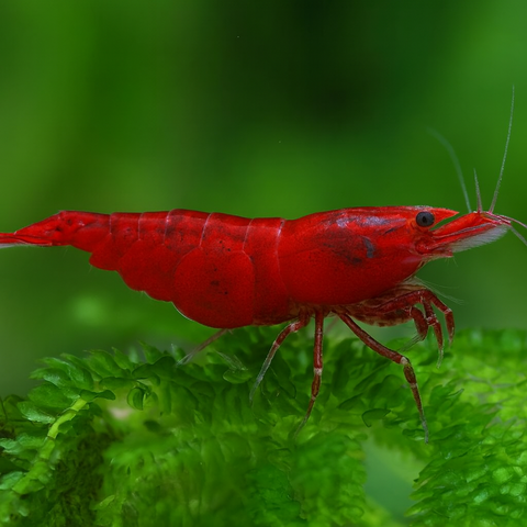 Bloody Mary Shrimp Live Aquarium Shrimp Dwarf Neocaridina Shrimp