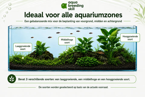 Anubias Mix Set – 3 Plants