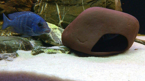 Cichlid Stone Medium AD-12
