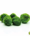 Cladophora Ball (Aegagropila linnaei) 3 pcs aquarium plant