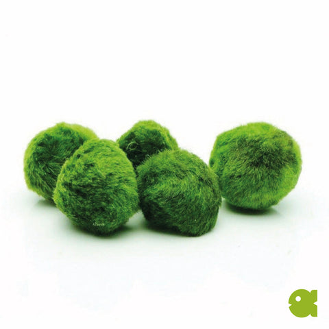 Cladophora Ball (Aegagropila linnaei)