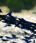 Blue Sapphire Shrimp  (Neocaridina davidi "Blue Sapphire") aquarium shrimp