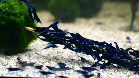 Blue Sapphire Shrimp 10 pcs (Neocaridina davidi "Blue Sapphire")