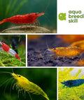 Neocaridina Mix Aquarium Shrimp in Different Colours, Size 1–1.5 cm aquarium shrimp