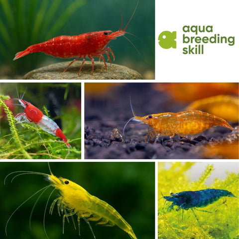 Neocaridina 20 Stück Aquariengarnelen in verschiedenen Farben, Größe 1–1,5 cm