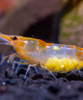 Neocaridina Orange Rilli – peaceful aquarium inhabitants, size 1–1.5 cm aquarium shrimp