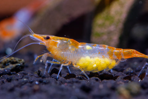 Neocaridina Orange Rilli – peaceful aquarium inhabitants, size 1–1.5 cm