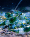 Neocaridina Green Rilli 1-1,5 cm aquarium shrimp