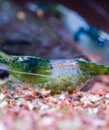 Neocaridina Green Rilli 1-1,5 cm aquarium shrimp
