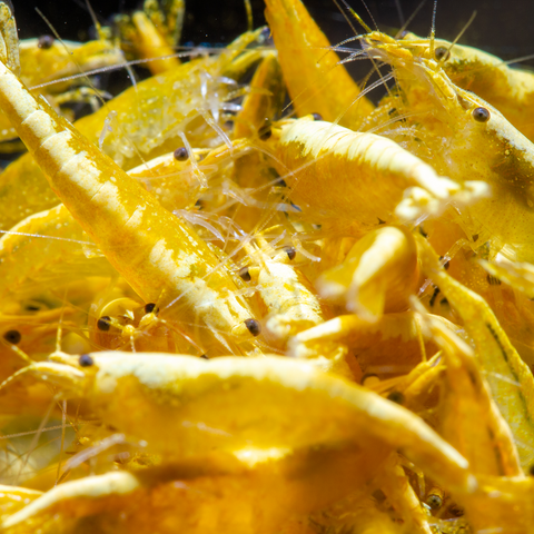 Yellow Crested Cream - Live Shrimp for Aquarium - Dwarf Neocaridina Shrimp