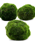 Cladophora balls (Aegagropila linnaei) – real Marimo moss balls from Aqua Breeding Skill