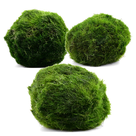 Cladophora balls (Aegagropila linnaei) – real Marimo moss balls from Aqua Breeding Skill