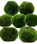 Marimo moss balls (Cladophora) in different sizes – live aquarium plant