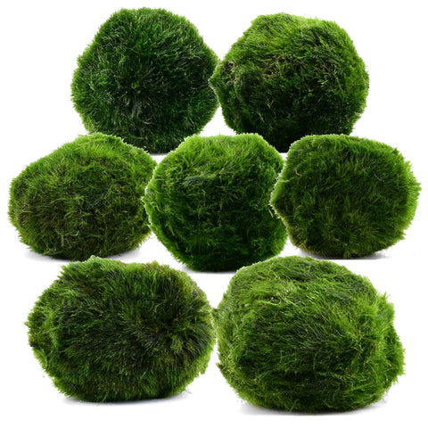 Marimo moss balls (Cladophora) in different sizes – live aquarium plant