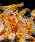 Neocaridina Orange Rilli – peaceful aquarium inhabitants, size 1–1.5 cm aquarium shrimp