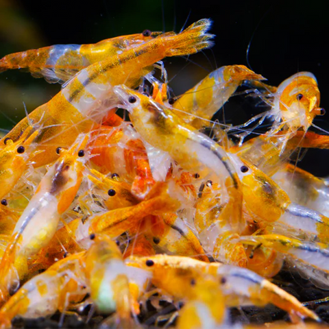 Neocaridina Orange Rilli – peaceful aquarium inhabitants, size 1–1.5 cm