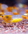 Neocaridina Orange Rilli – peaceful aquarium inhabitants, size 1–1.5 cm aquarium shrimp