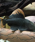 D-shape Cave size L aquarium decoration