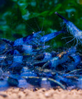 Neocaridina Blue Rilli 1-1,5 cm aquarium shrimp