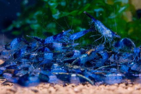Neocaridina Blue Rilli 1-1,5 cm