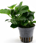 Anubias barteri var. Coin Leaf in a pot — live aquarium plant from Aqua Breeding Skill