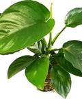 Anubias barteri var. Barteri – Live Aquarium Plant (10 cm) for Freshwater Tanks aquarium plant