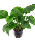 Anubias barteri var. Barteri – Live Aquarium Plant (10 cm) for Freshwater Tanks aquarium plant