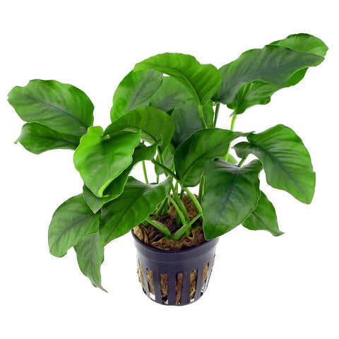 Anubias barteri var. Barteri – Live Aquarium Plant (10 cm) for Freshwater Tanks