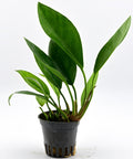 Anubias Congensis Round in a pot — live aquarium plant from Aqua Breeding Skill