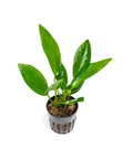 Anubias Hastifolia – Live Aquarium Plant (10 cm) for Freshwater Tanks aquarium plant