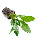 Anubias Hastifolia – Live Aquarium Plant (10 cm) for Freshwater Tanks aquarium plant
