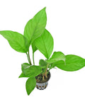Anubias Heterophylla – Live Aquarium Plant (10 cm) for Freshwater Tanks aquarium plant