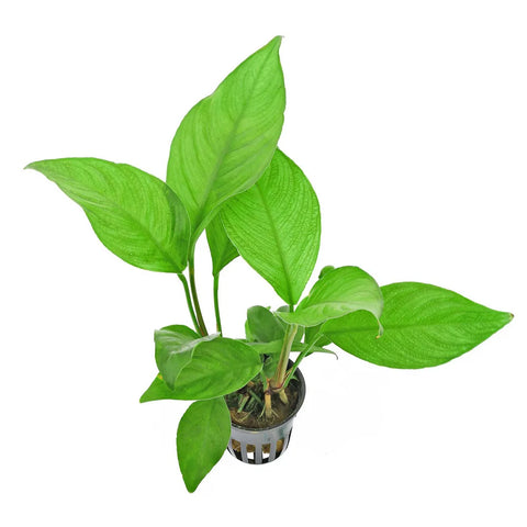 Anubias Heterophylla – Live Aquarium Plant (10 cm) for Freshwater Tanks
