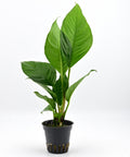 Anubias Heterophylla in a pot — live aquarium plant from Aqua Breeding Skill