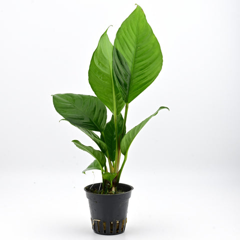 Anubias Heterophylla in a pot — live aquarium plant from Aqua Breeding Skill