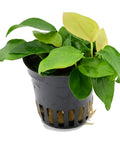 Anubias Nana Gold in a pot — live aquarium plant from Aqua Breeding Skill