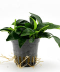 Anubias Nana in a pot — live aquarium plant from Aqua Breeding Skill