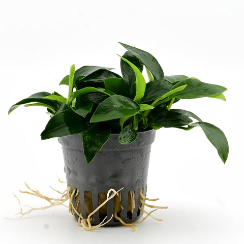 Anubias Nana in a pot — live aquarium plant from Aqua Breeding Skill