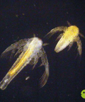 Artemia Eggs / Brine Shrimp Eggs aquarium food