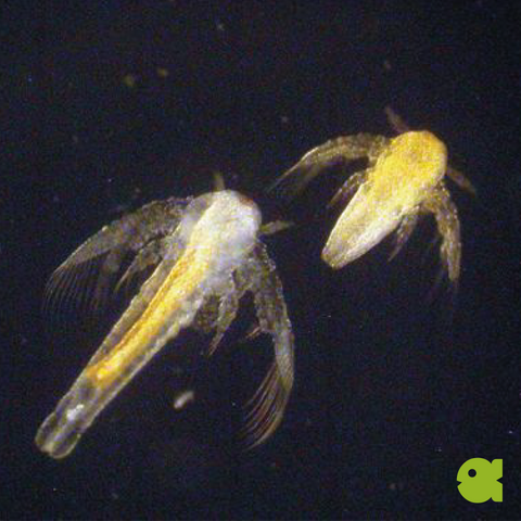 Artemia Eggs / Brine Shrimp Eggs