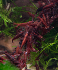 Bloody Mary Shrimp Live Aquarium Shrimp Dwarf Neocaridina Shrimp aquarium shrimp