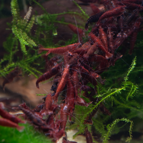 Bloody Mary Shrimp Live Aquarium Shrimp Dwarf Neocaridina Shrimp