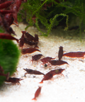 Bloody Mary Shrimp Live Aquarium Shrimp Dwarf Neocaridina Shrimp aquarium shrimp