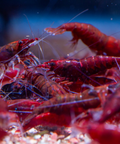 Bloody Mary Shrimp Live Aquarium Shrimp Dwarf Neocaridina Shrimp aquarium shrimp