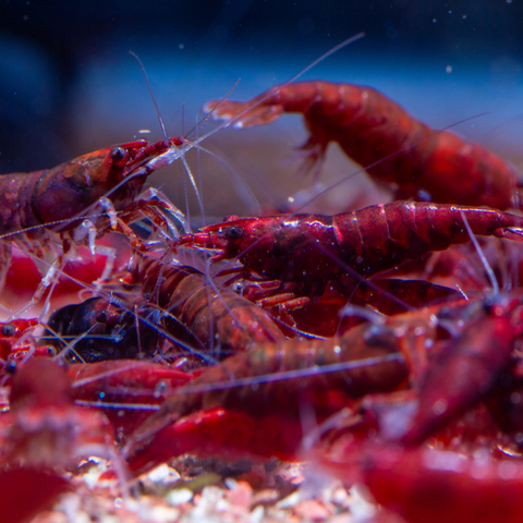 Bloody Mary Shrimp Live Aquarium Shrimp Dwarf Neocaridina Shrimp